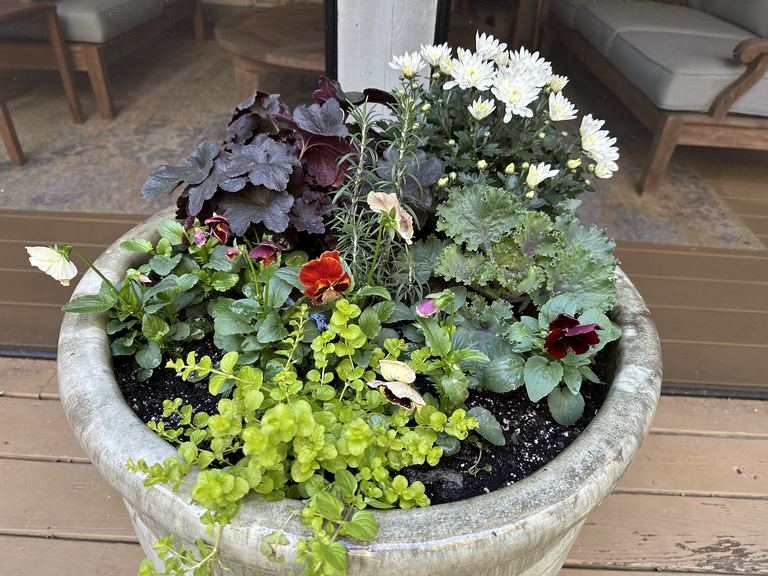Large ceramic container with mums, heuchera, kale, and rosemary