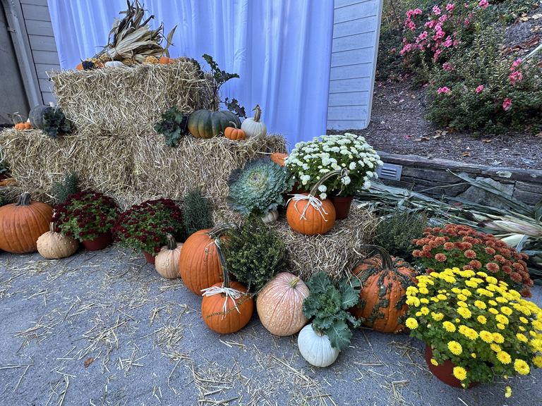 Stacked straw bale display with pumpkins, kale, and mums