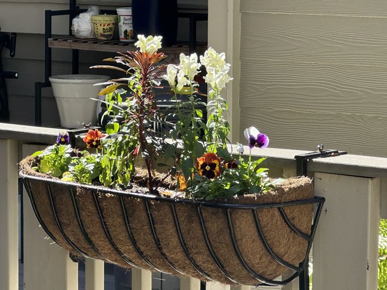 Coco-lined window box overflowing with pansies and snapdragons