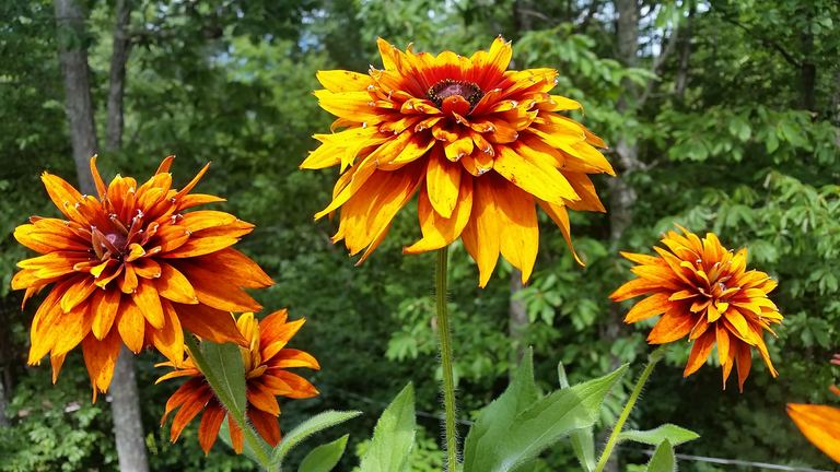 Double black-eyed Susans in peak bloom with layered golden petals