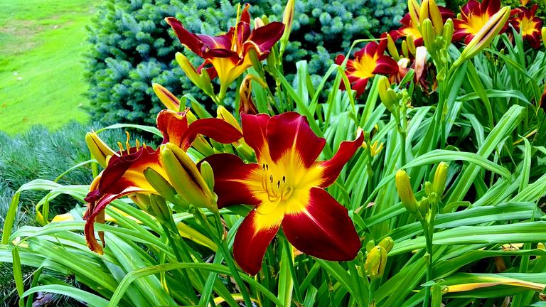 Deep maroon daylilies with glowing yellow throats and lush foliage