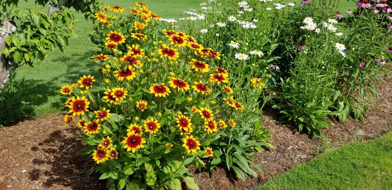 Perennial border with black-eyed Susans, daisies, and coneflowers