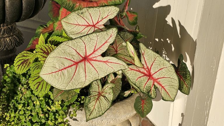 Container with Caladium White Queen, coleus, and creeping Jenny