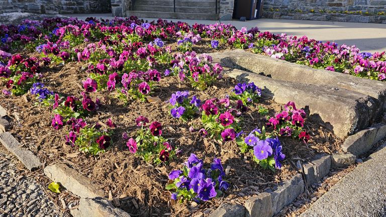 Bed of purple and magenta pansies with neat edging