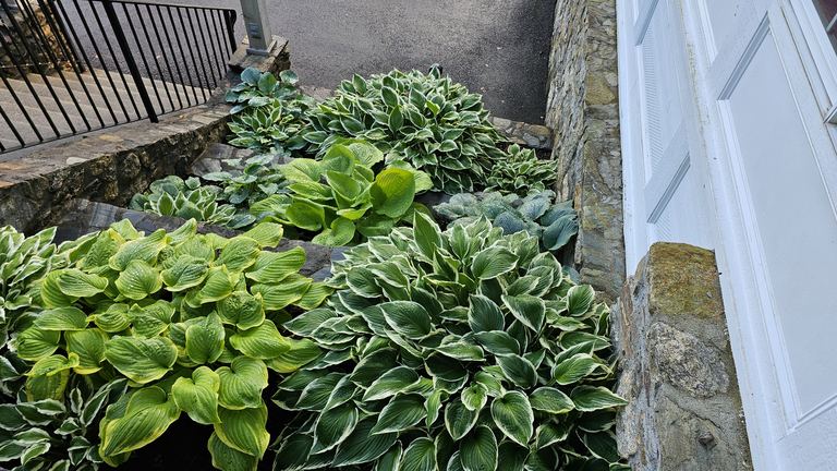 Stone stair garden lined with chartreuse and blue hostas