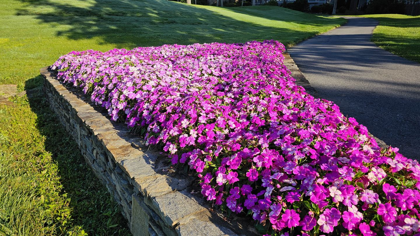 Pink impatiens flowing over a stone wall