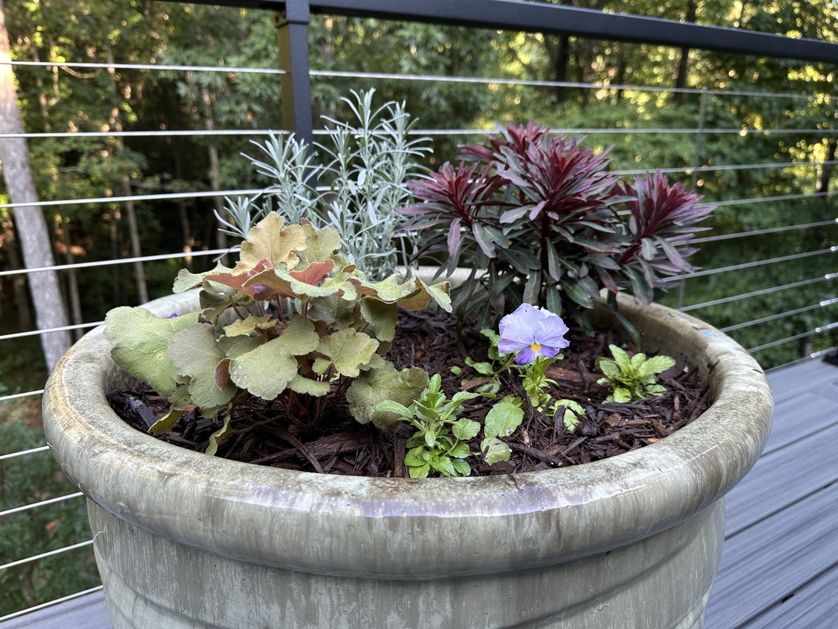 Autumn deck planter with a lavender pansy, silver foliage, and burgundy foliage beside a cable railing
