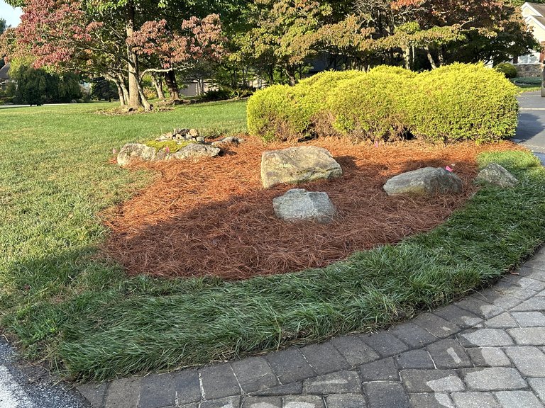 A shrub bed after cleanup with fresh pine straw and visible stonework