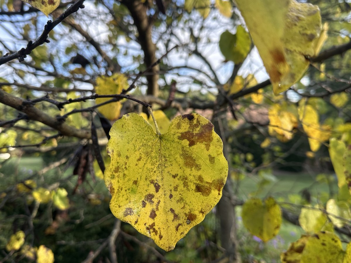 Close view of a yellowing heart-shaped leaf with brown spots on the branch