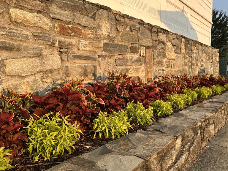 Red and golden coleus growing beside a stone garden wall in June 2026