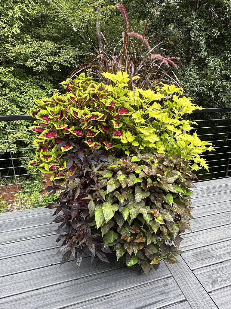 Full summer deck container with burgundy ornamental grass, colorful coleus, and trailing foliage