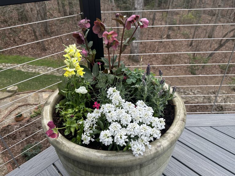Spring deck urn with candytuft, pansies, columbine, and dark foliage