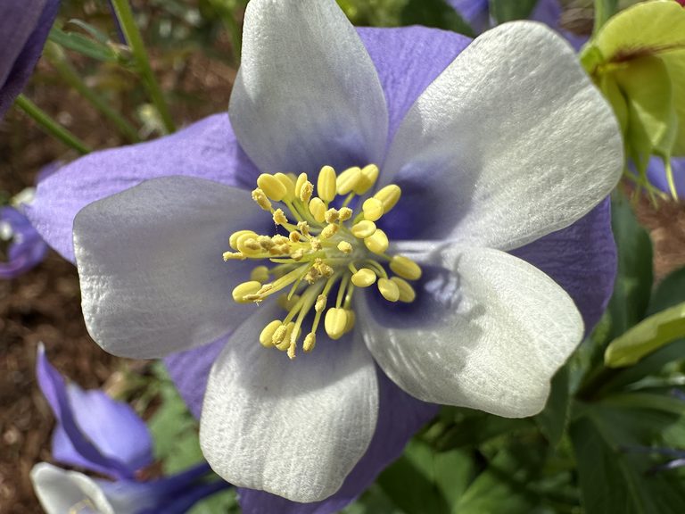 Close-up columbine flower with pale petals and violet edges