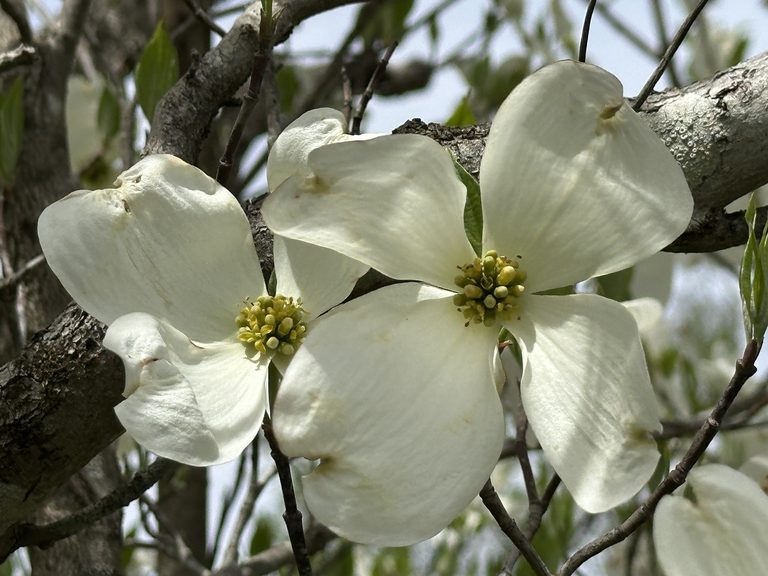 White dogwood blossoms in soft spring light