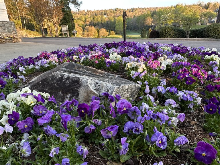 Low spring pansy bed wrapping around a weathered boulder with purple, lavender, white, and pink blooms