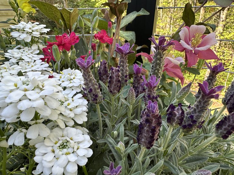White candytuft and pink columbine layered with lavender in a spring planter