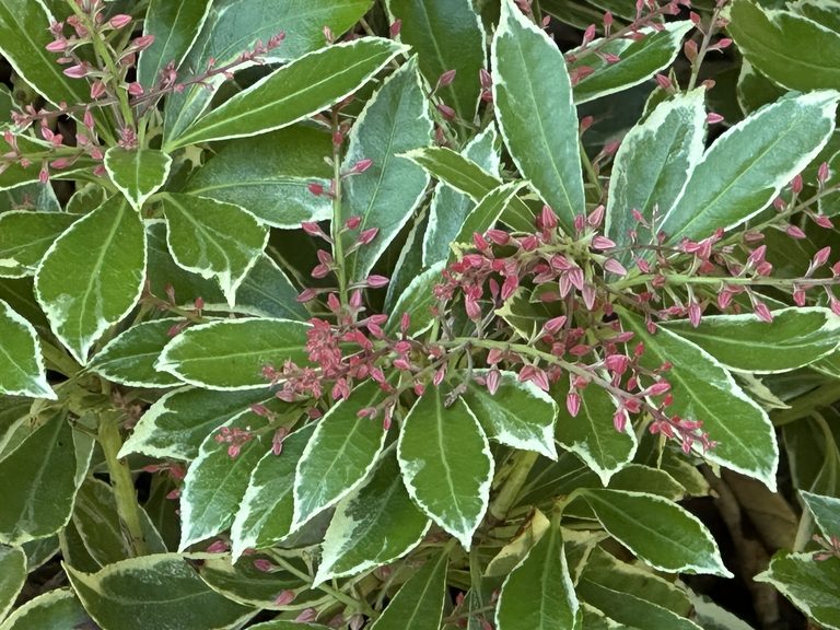 Variegated summer foliage with pink buds in close detail