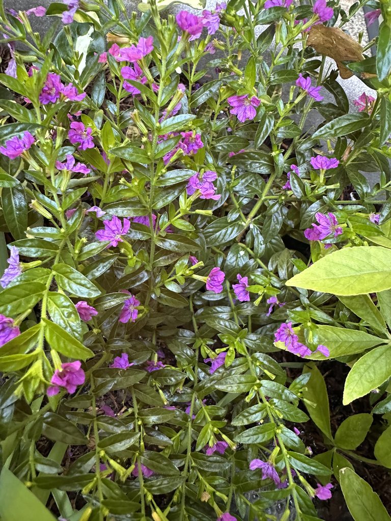 Purple summer flowers with mixed green foliage