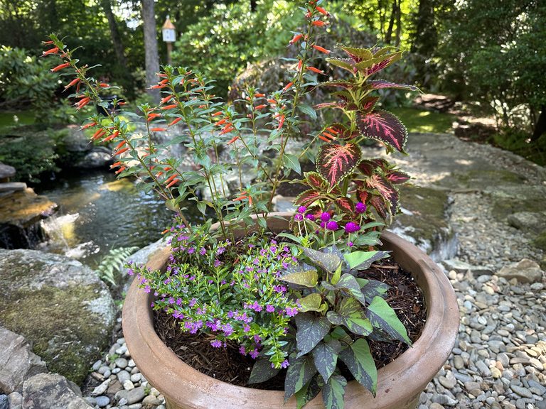 Close summer container with orange flowers, burgundy coleus, purple blooms, trailing foliage, stone, and pond water beyond