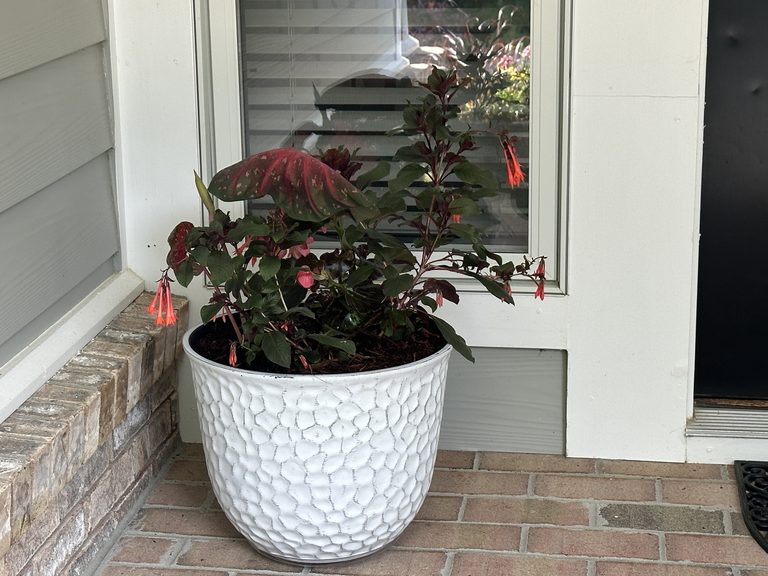 White textured pot with dark burgundy foliage and pink accents