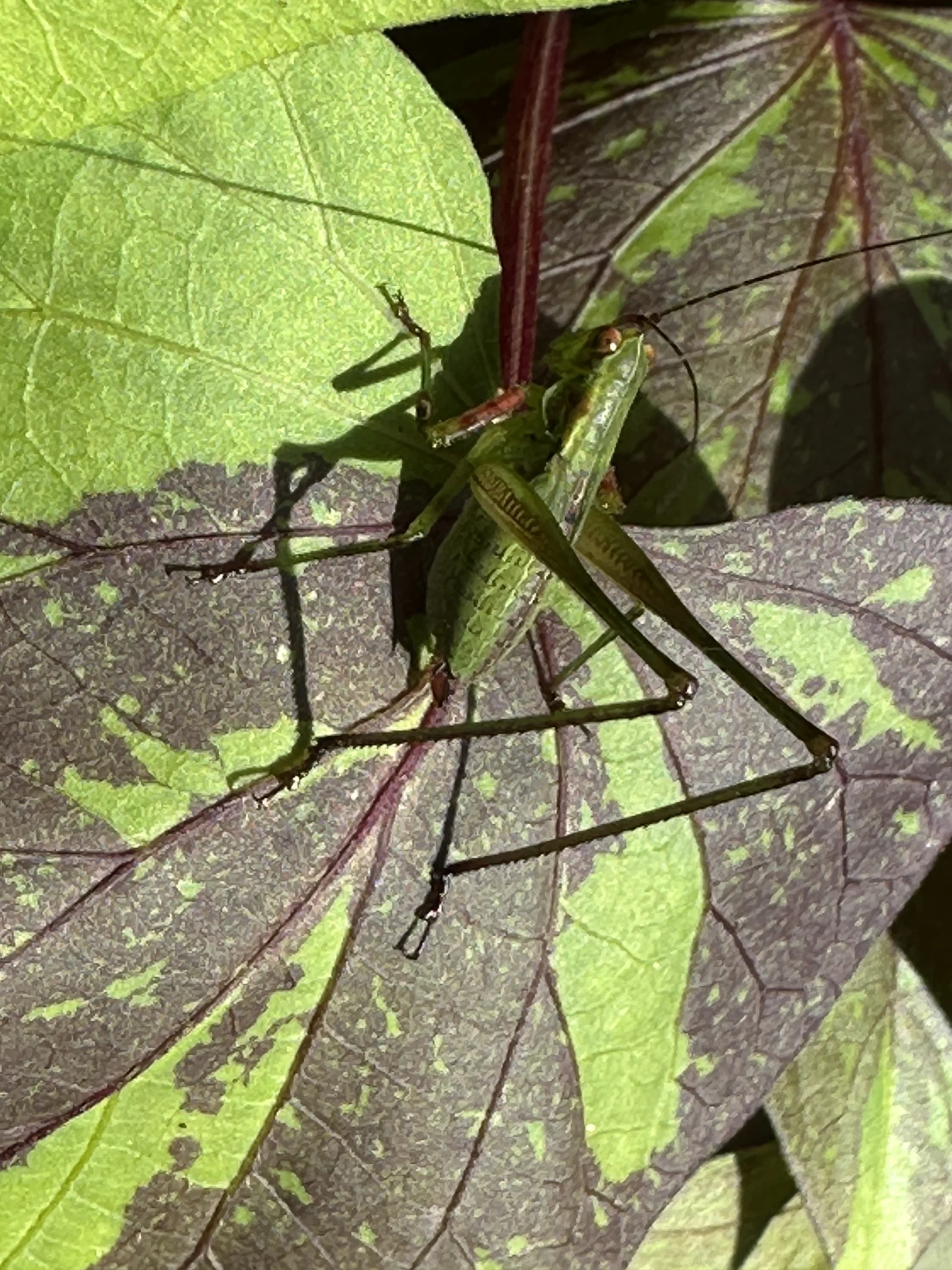 Praying Mantis