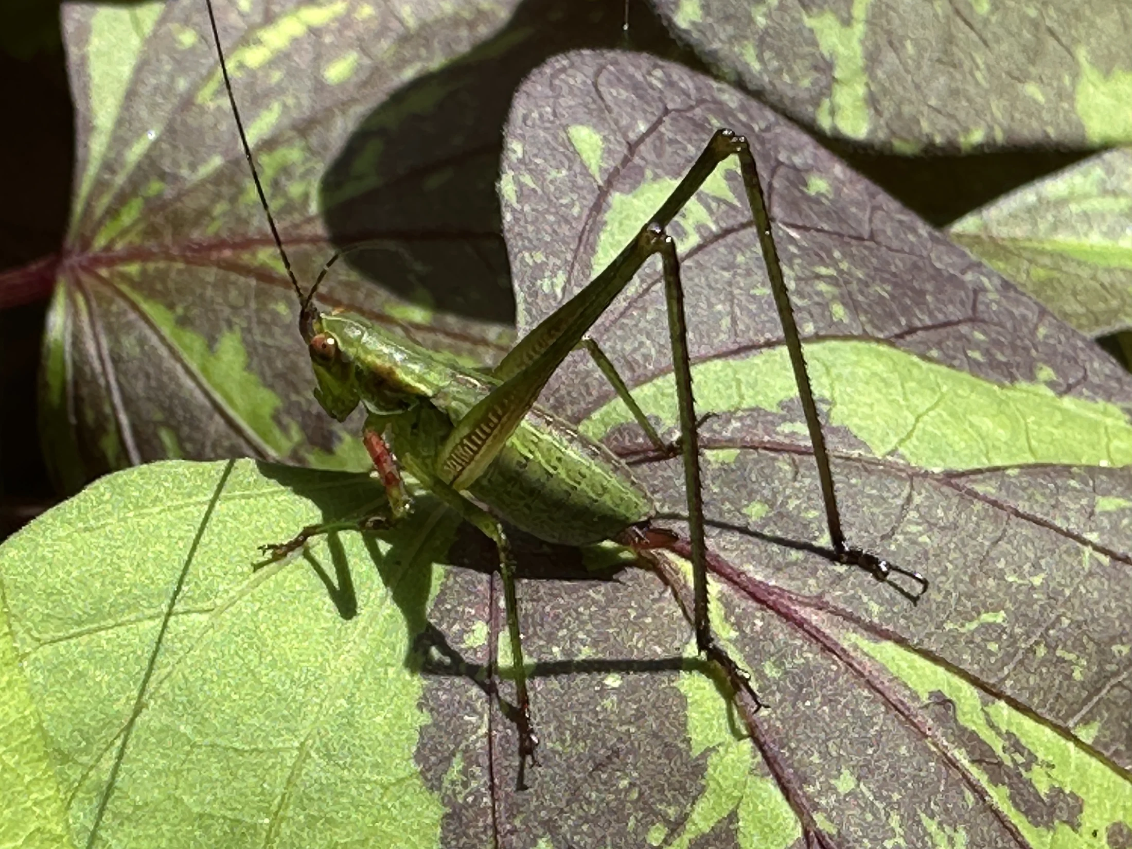 Praying Mantis