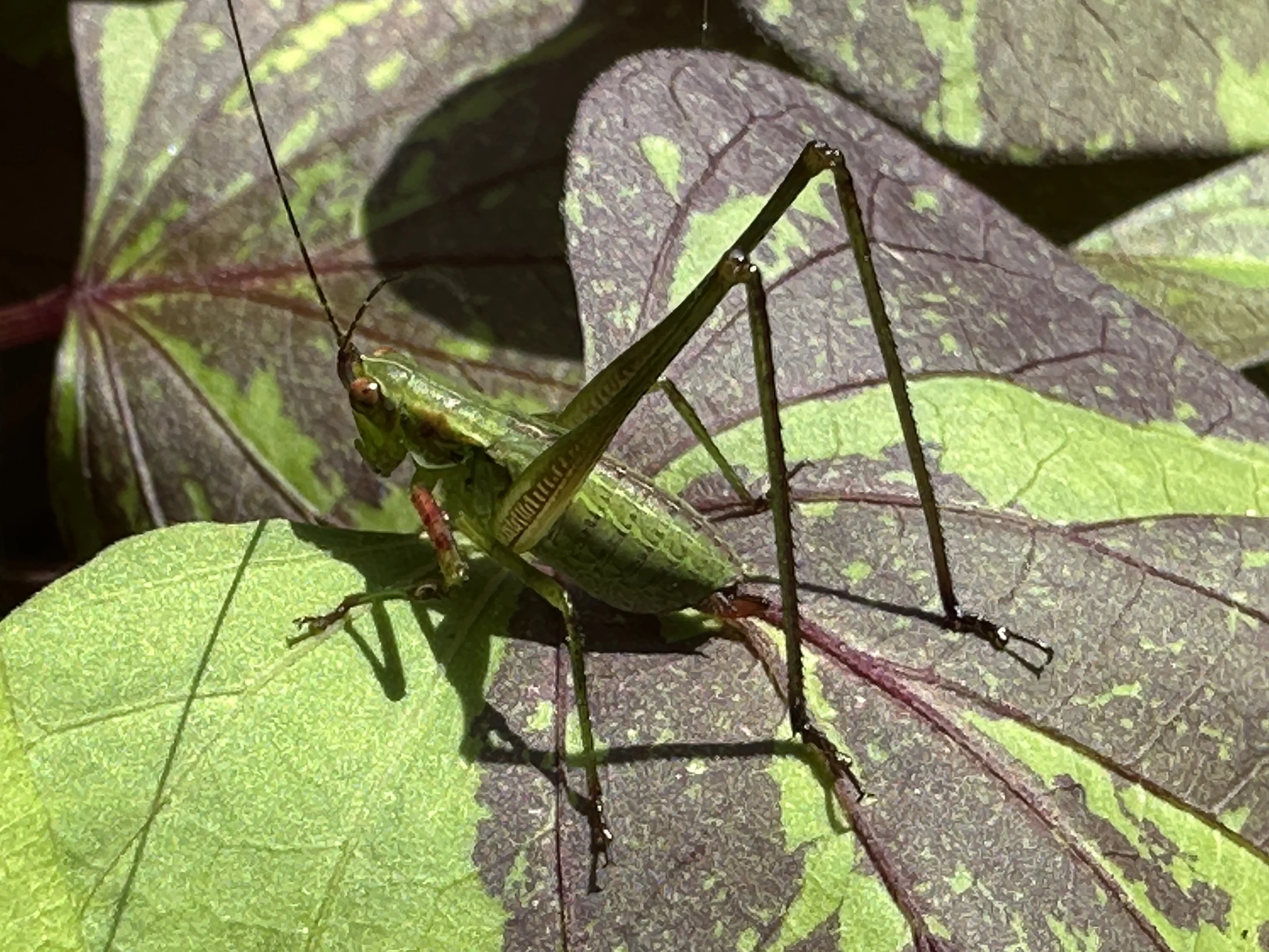 Praying Mantis