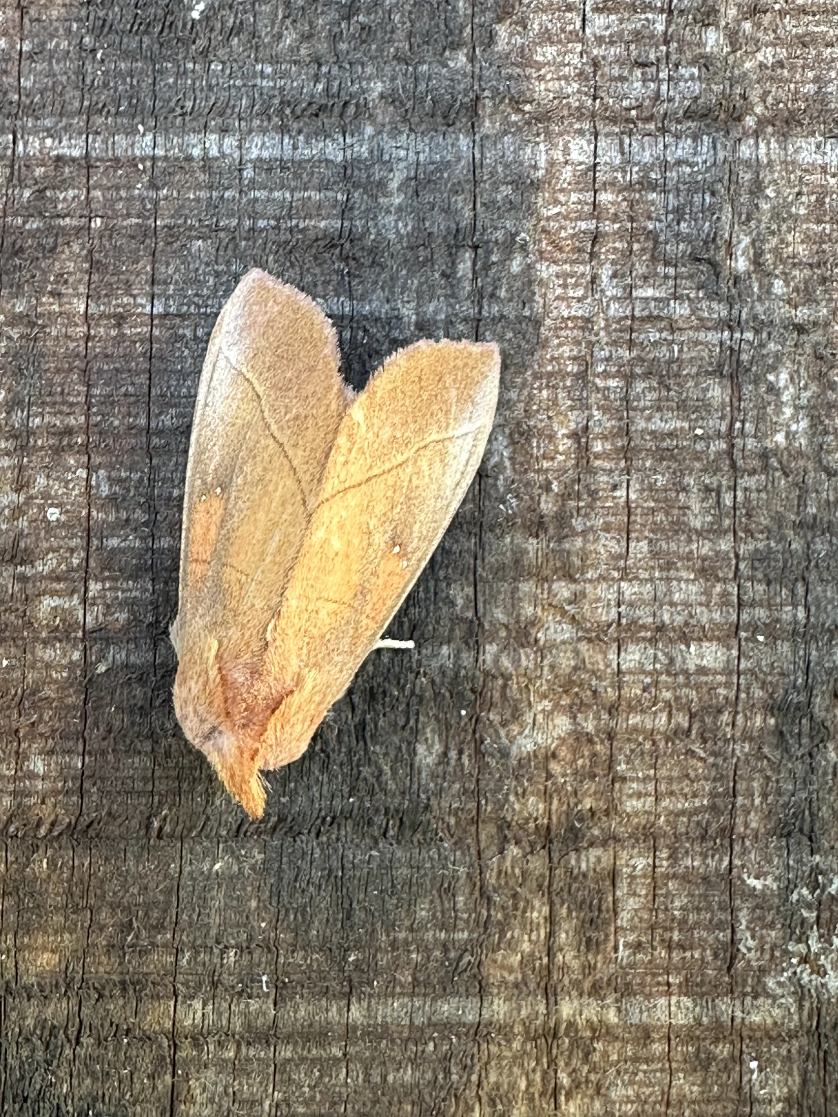White-Dotted Prominent Moth