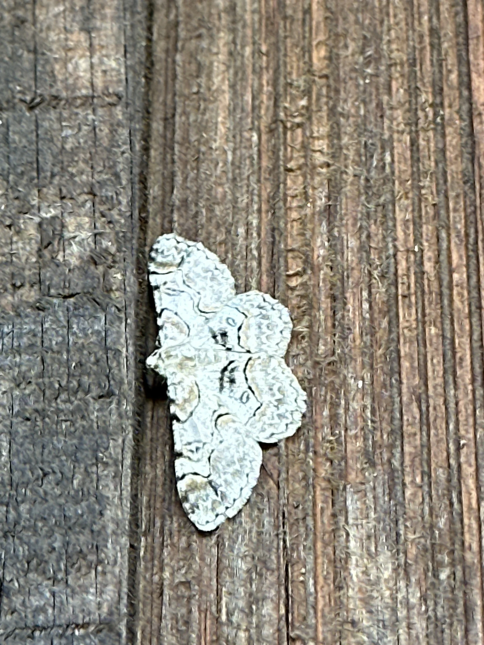Porcelain Gray Moth