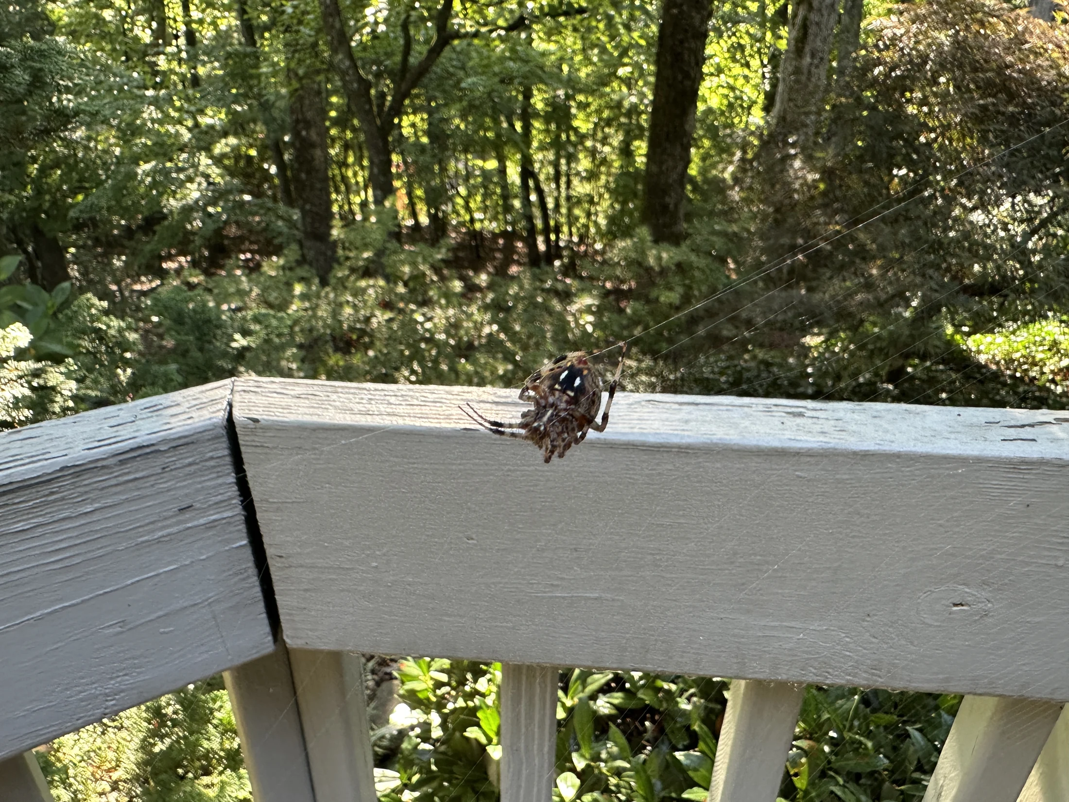 Spotted Orb-Weaver Spider