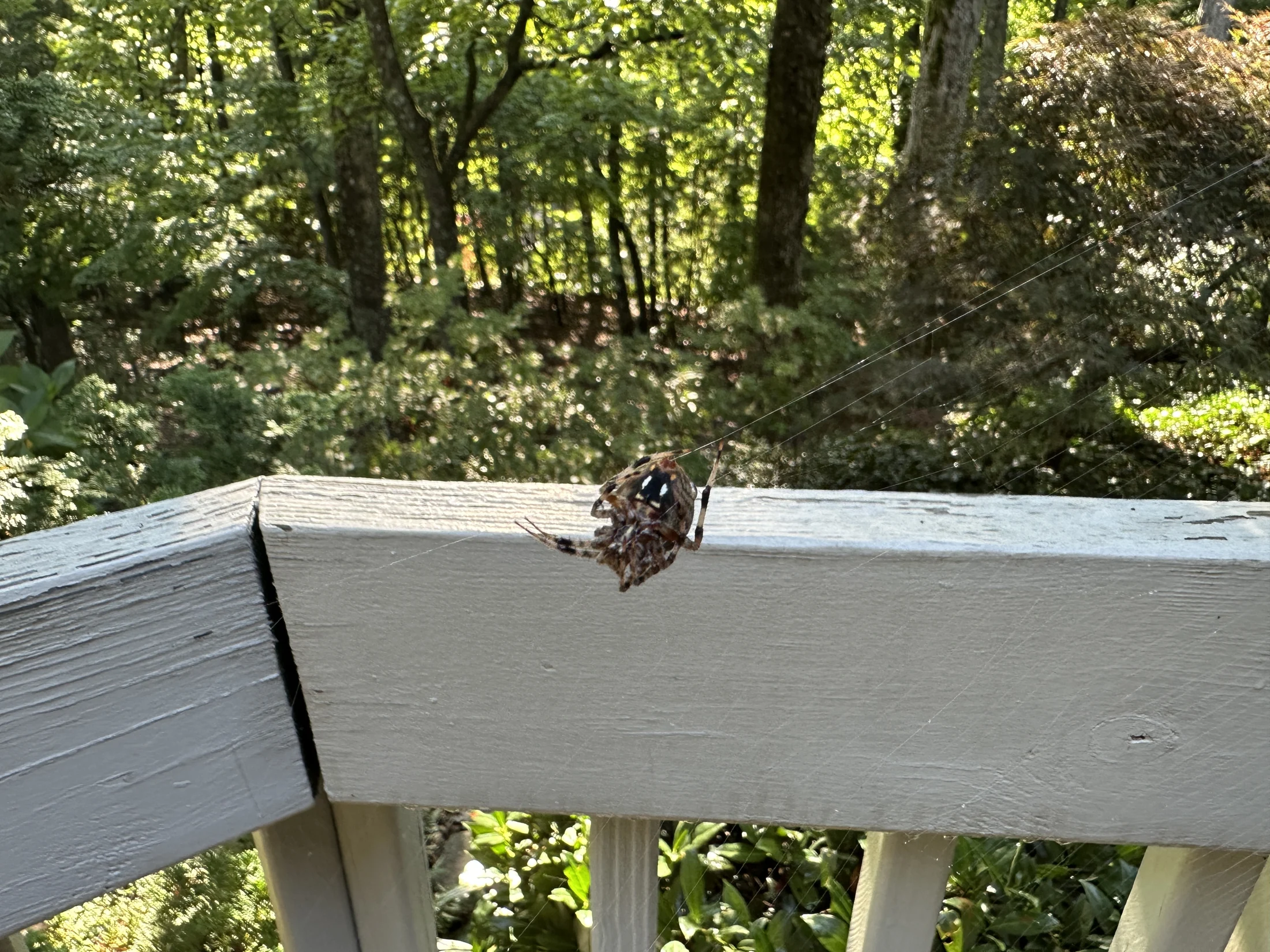 Spotted Orb-Weaver Spider