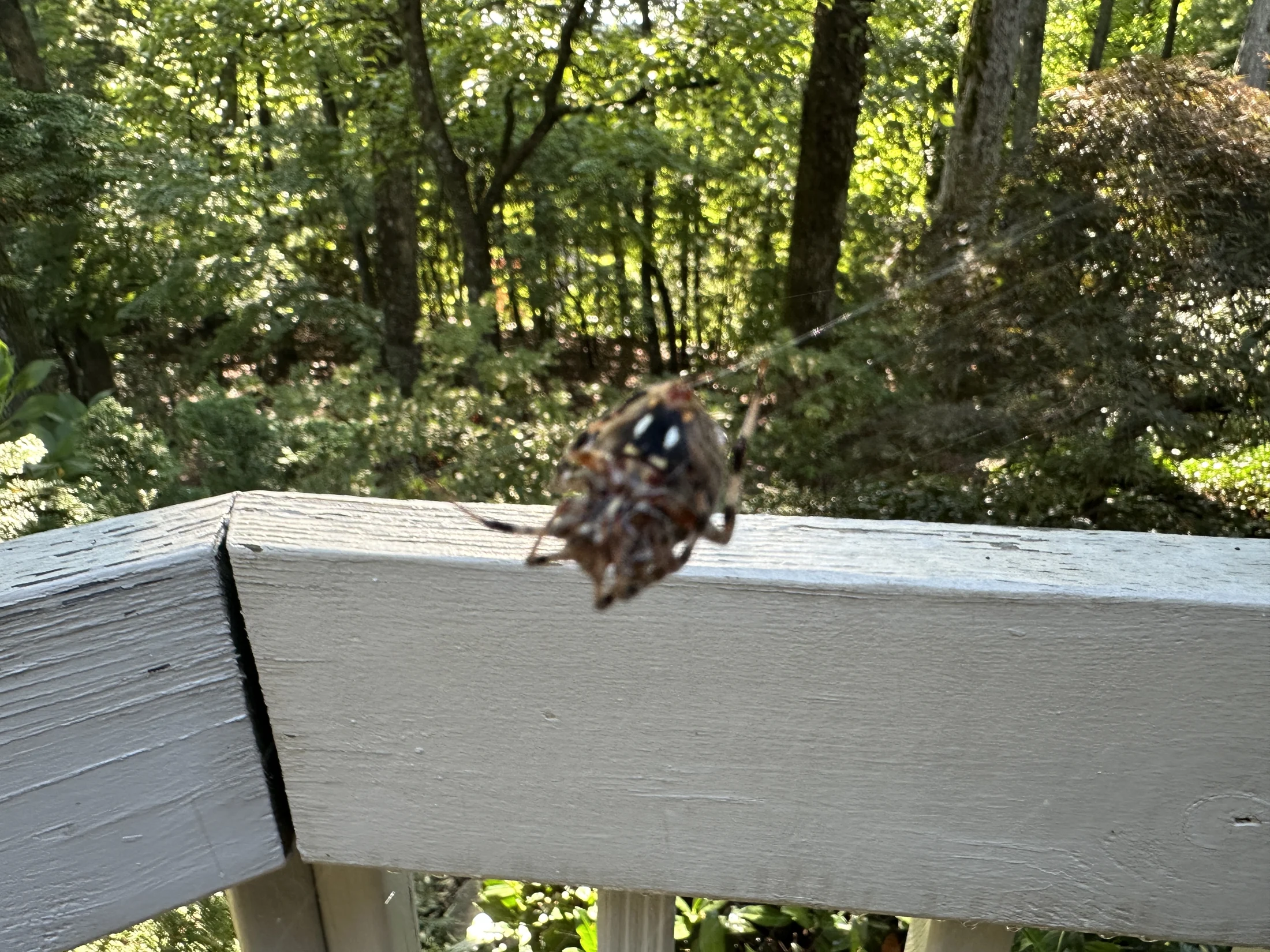 Spotted Orb-Weaver Spider