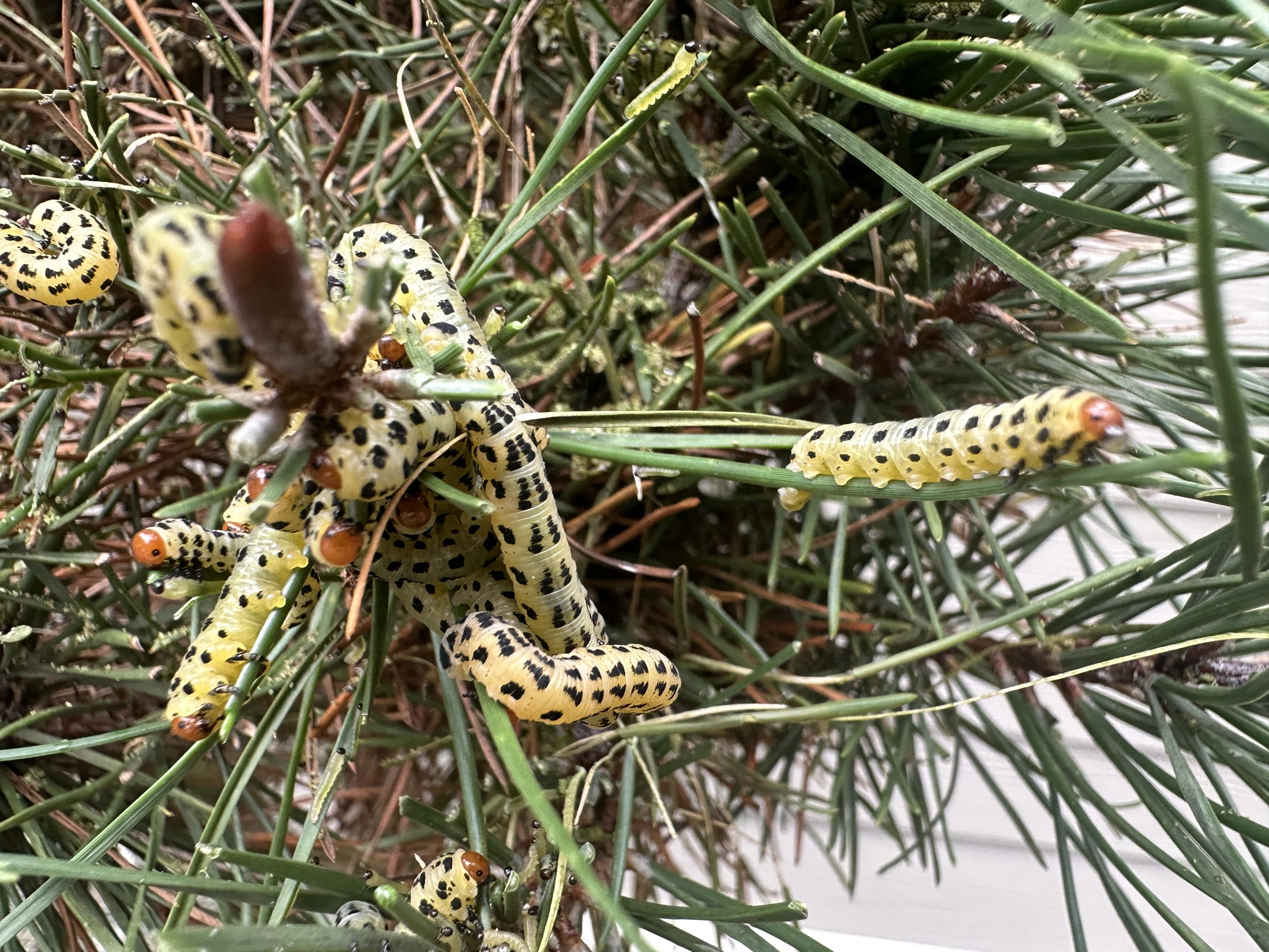 Redheaded Pine Sawfly Larvae