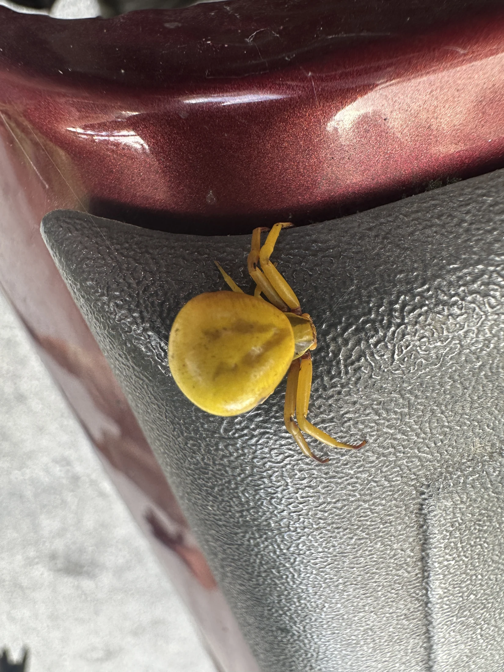 Goldenrod Crab Spider