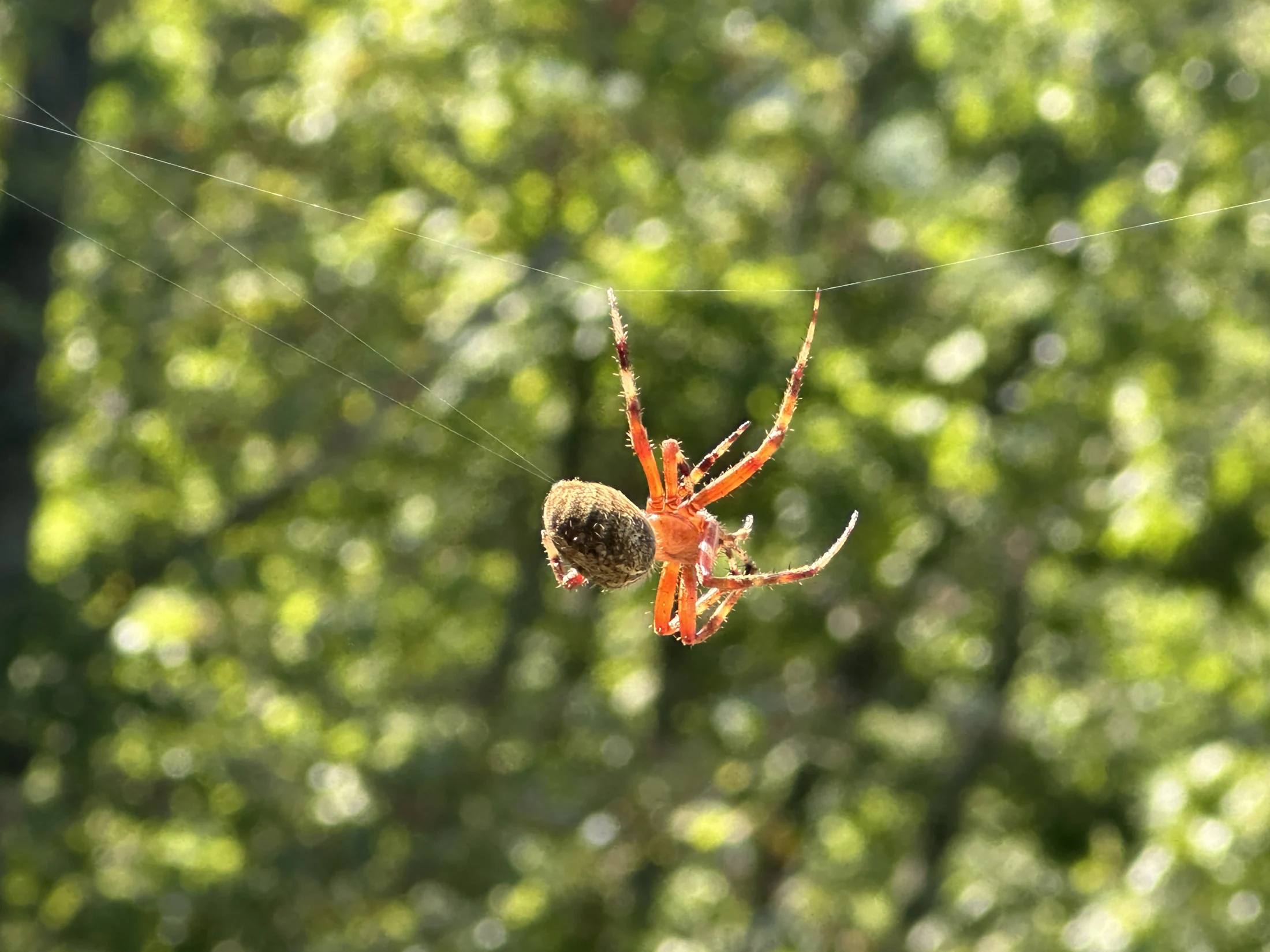 Spotted Orb-Weaver Spider