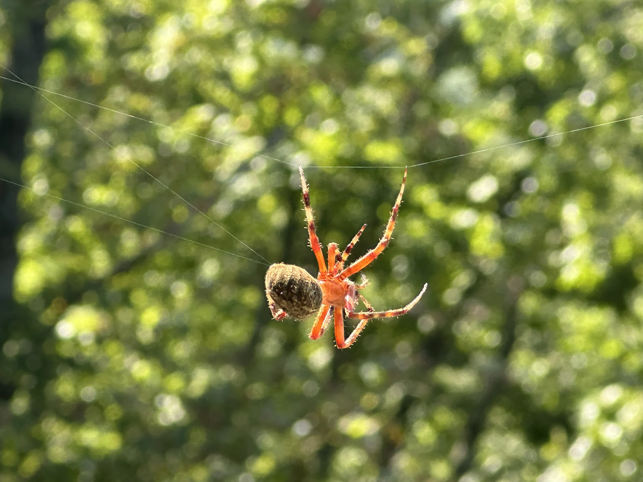 Spotted Orb-Weaver Spider