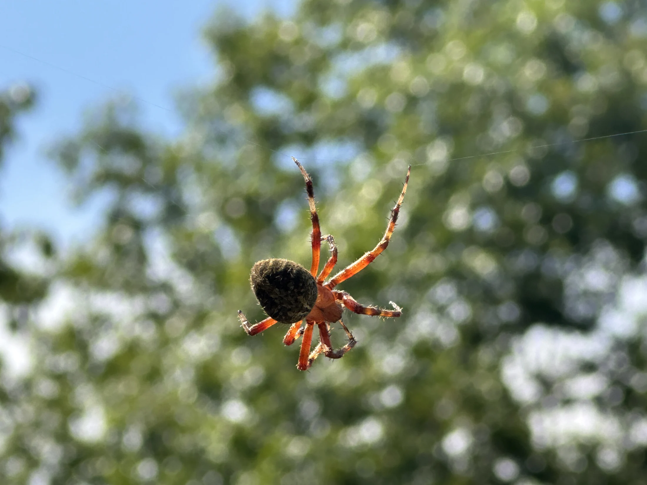 Spotted Orb-Weaver Spider