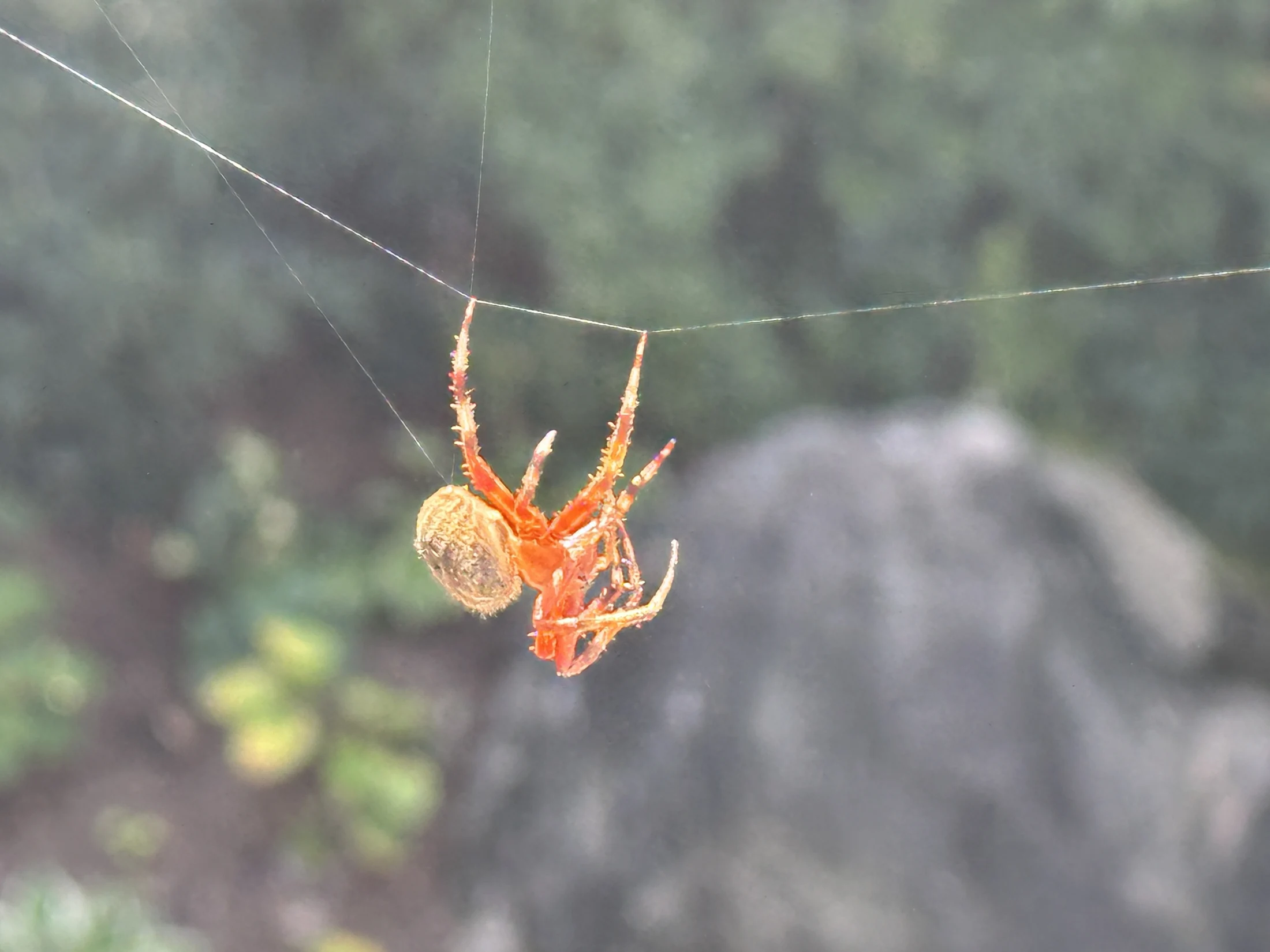 Spotted Orb-Weaver Spider
