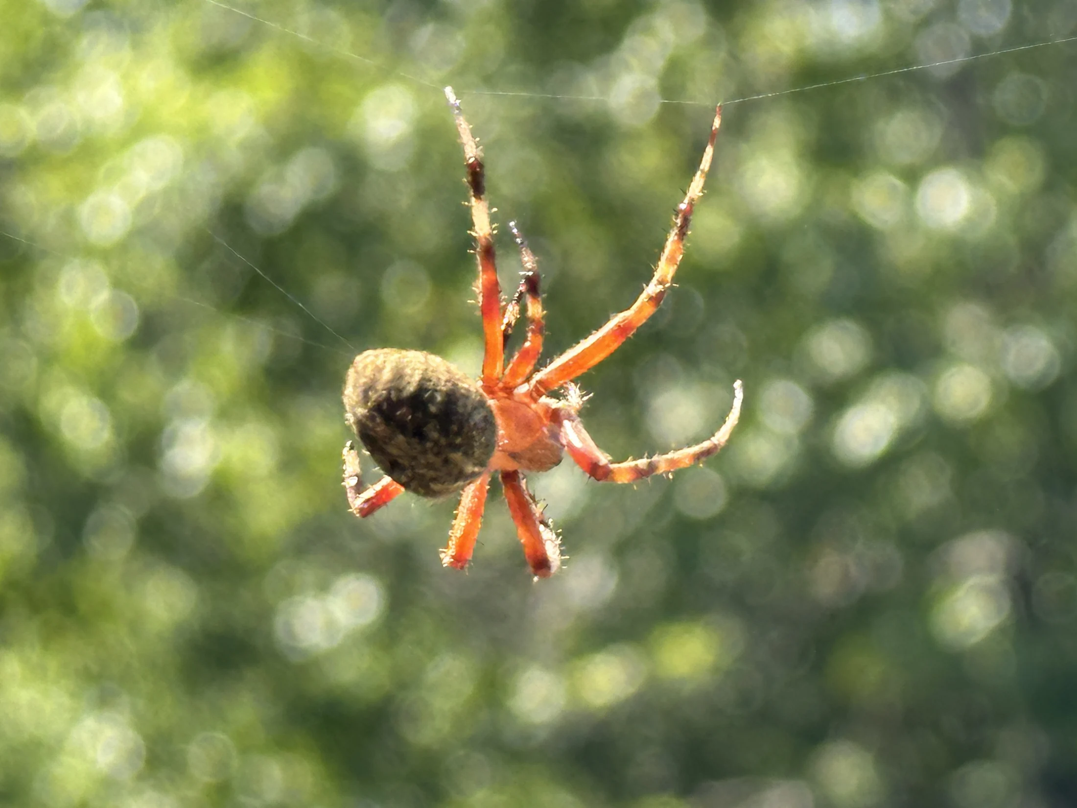 Spotted Orb-Weaver Spider