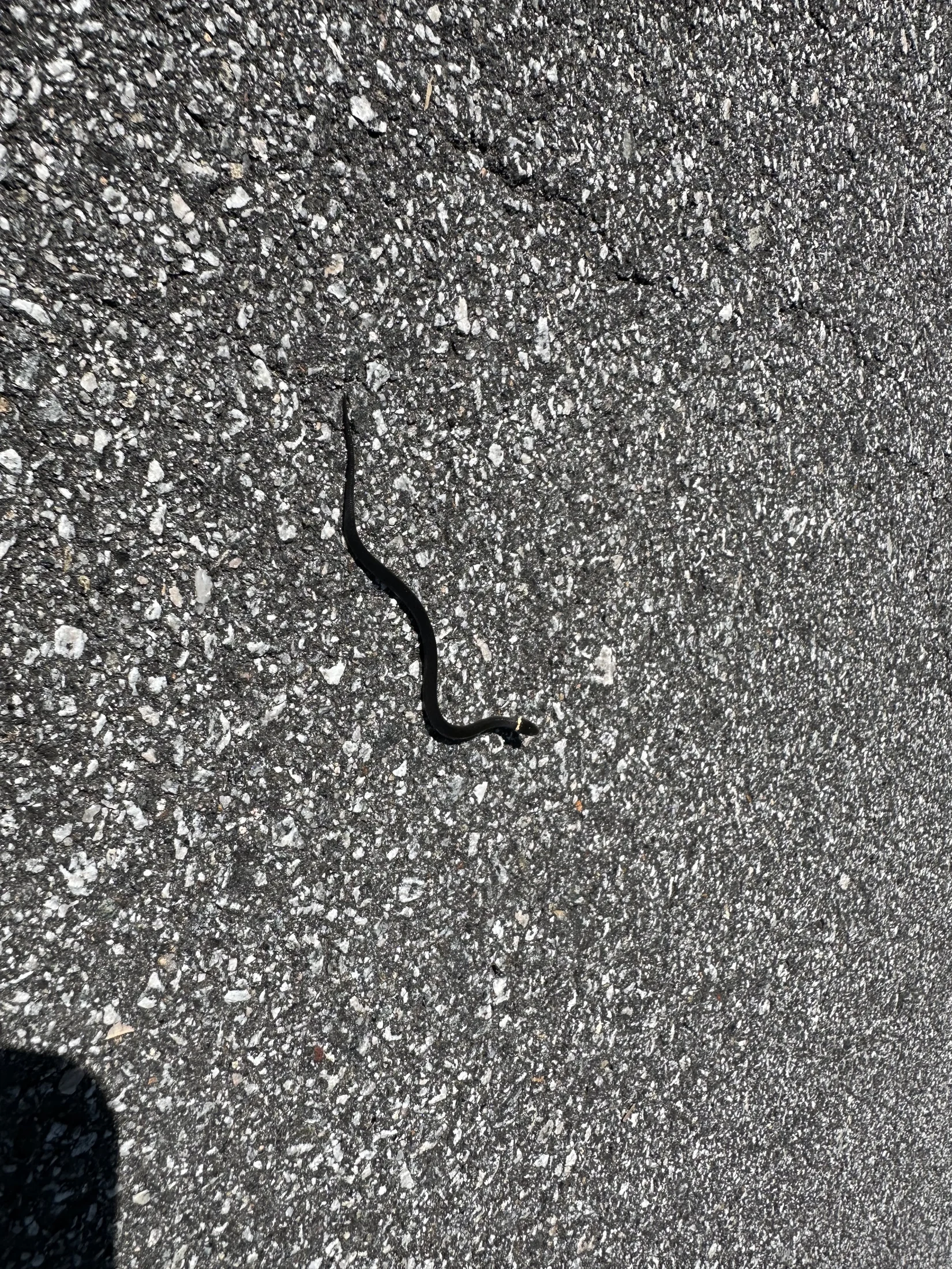 Small Black Snake
