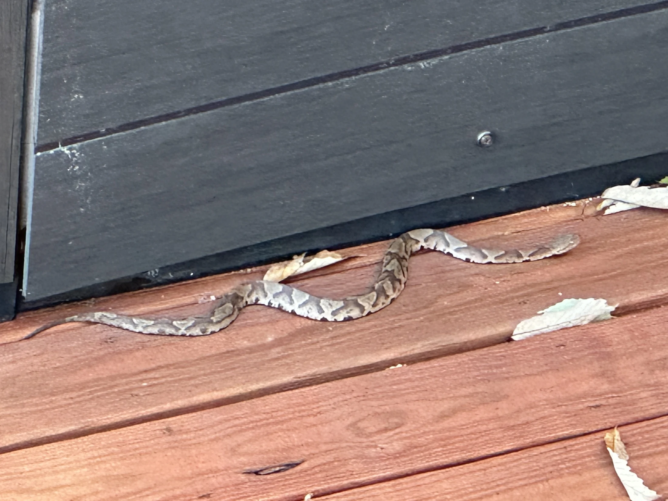 Eastern Copperhead