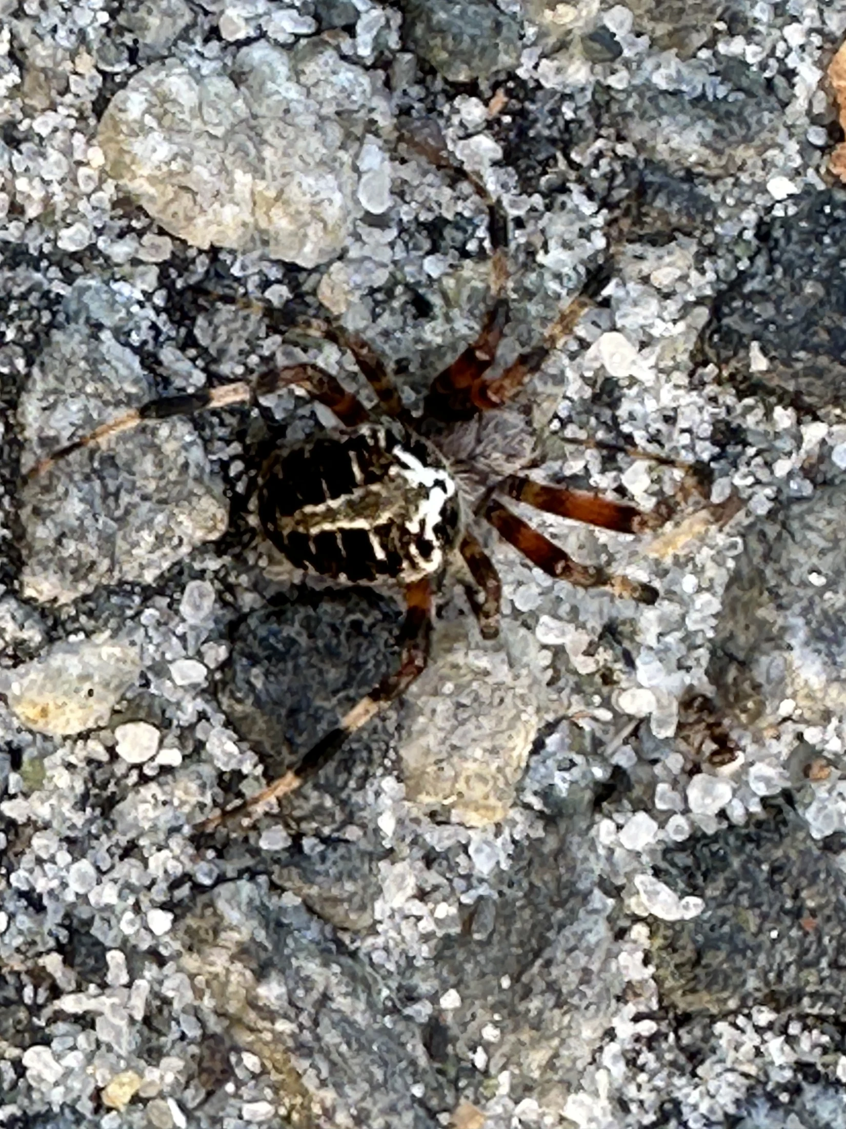 Jumping Spider