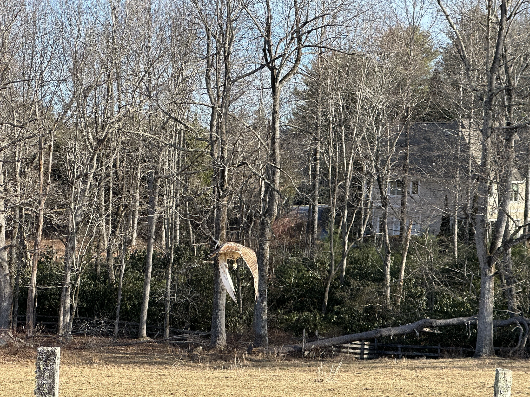 Hawk