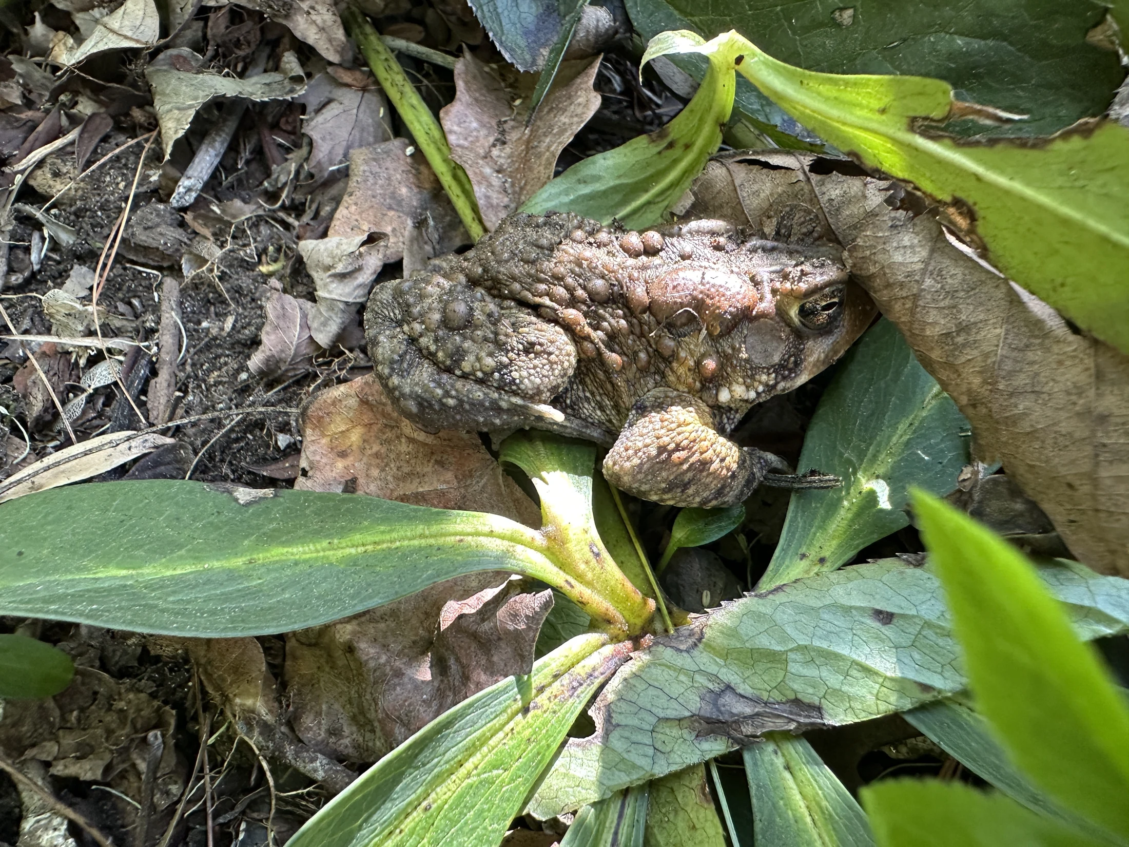 American Toad