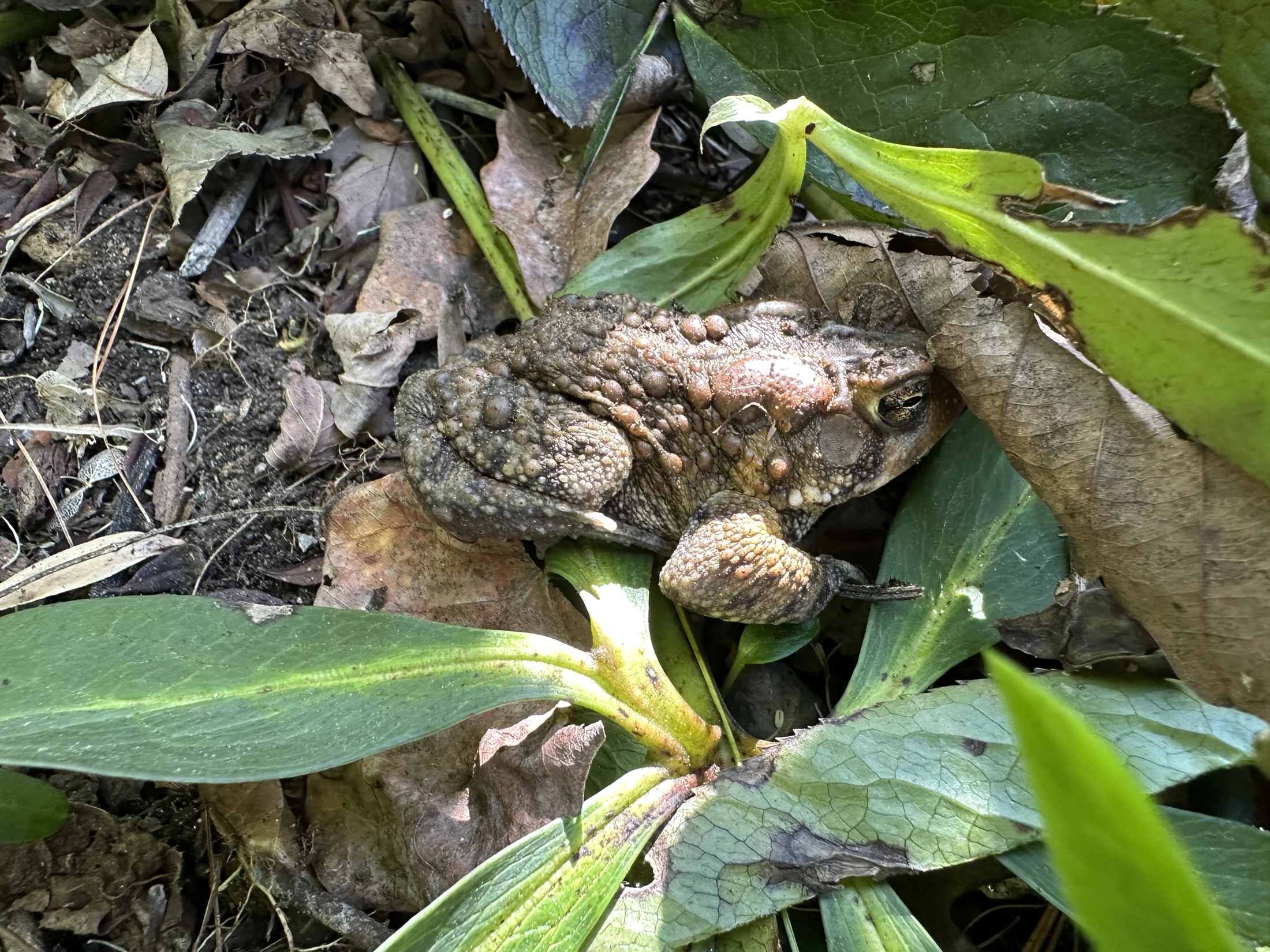 American Toad