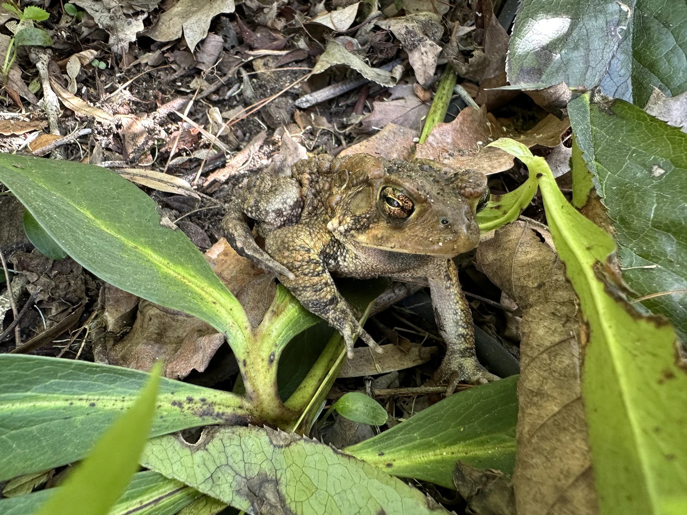 American Toad