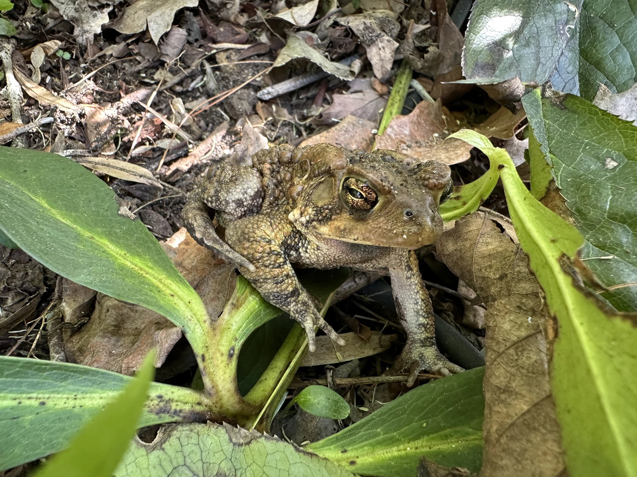 American Toad