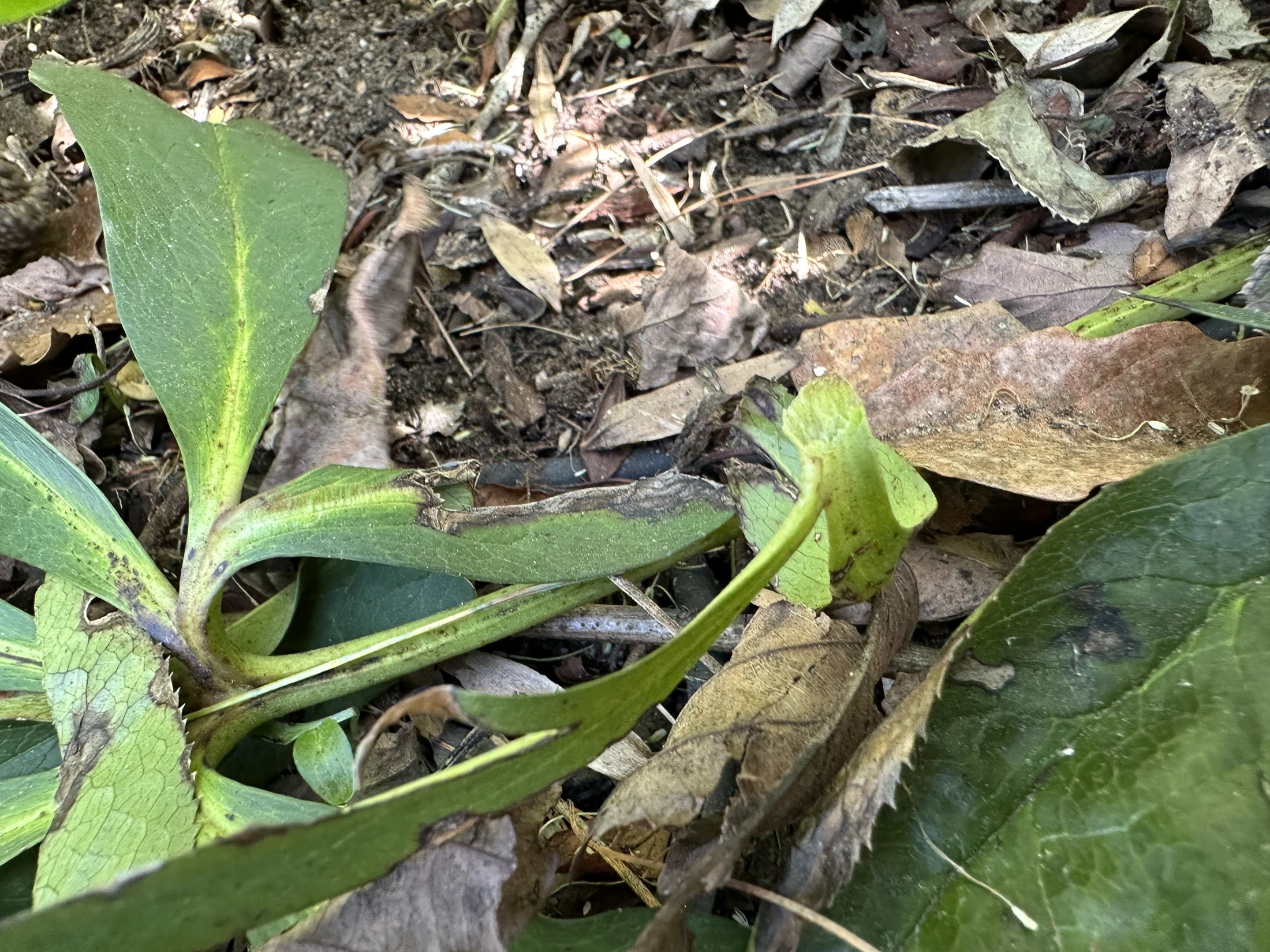 American Toad