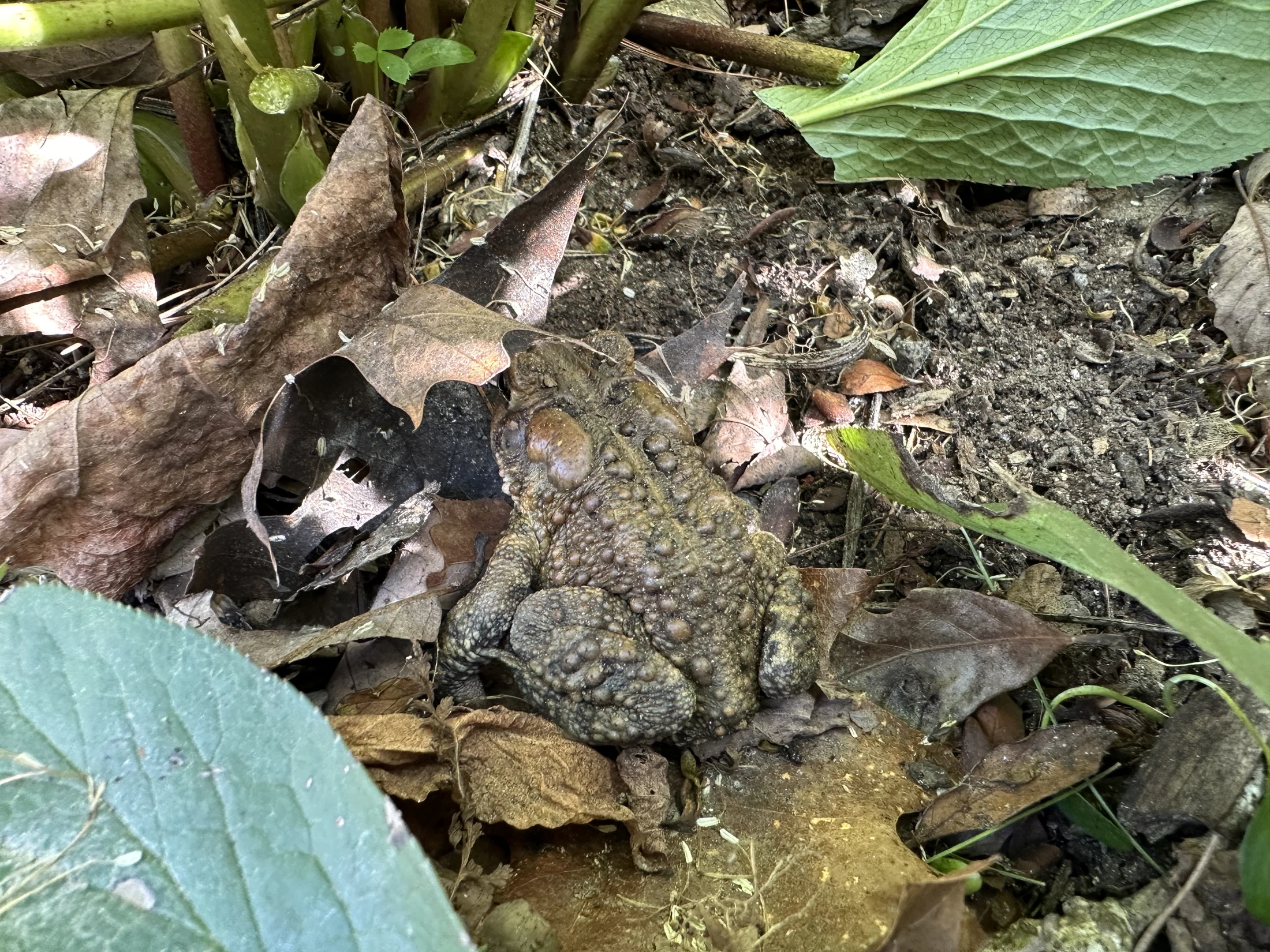 American Toad