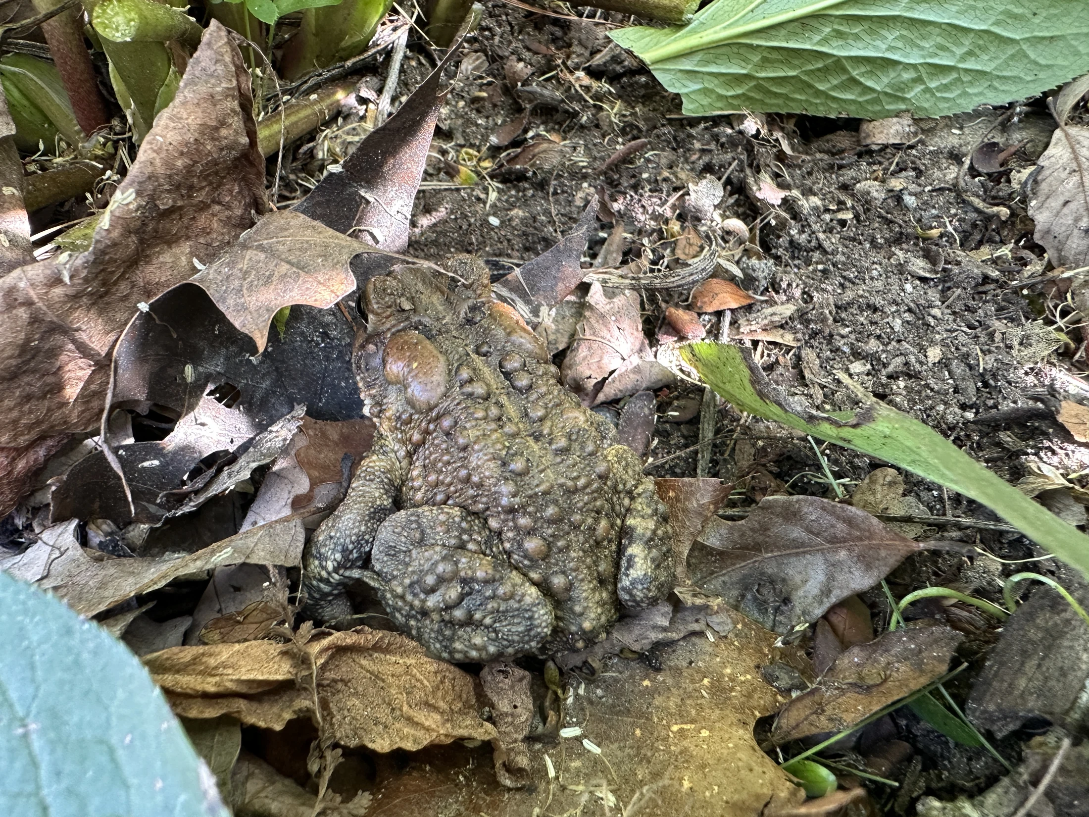 American Toad